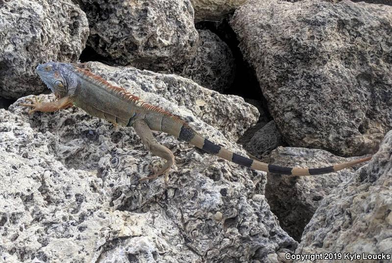 Green Iguana (Iguana iguana)