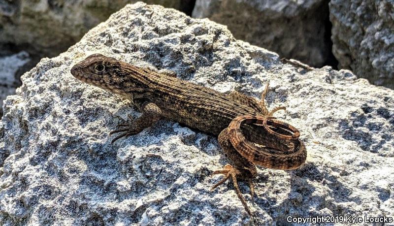 Northern Curly-tailed Lizard (Leiocephalus carinatus)