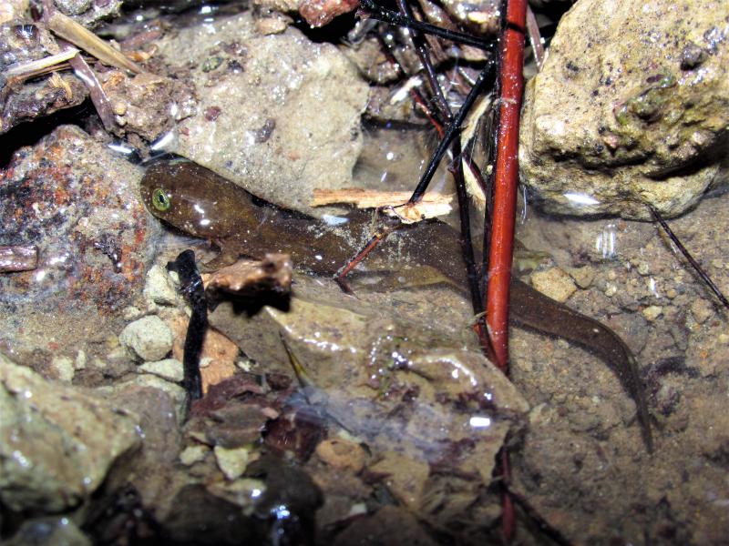 Columbia Torrent Salamander (Rhyacotriton kezeri)