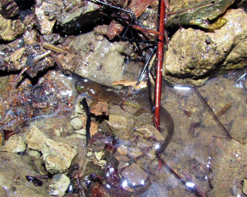 Columbia Torrent Salamander (Rhyacotriton kezeri)