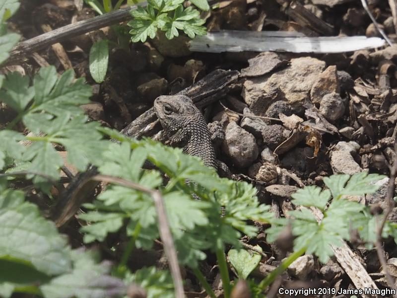 Coast Range Fence Lizard (Sceloporus occidentalis bocourtii)