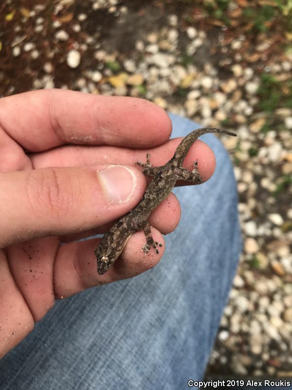 Wood Slave (Hemidactylus mabouia)