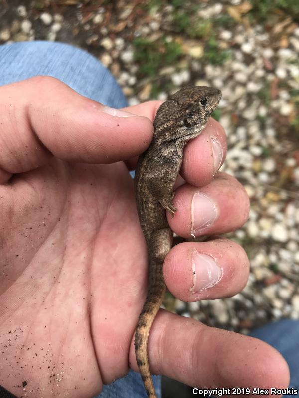 Northern Curly-tailed Lizard (Leiocephalus carinatus)