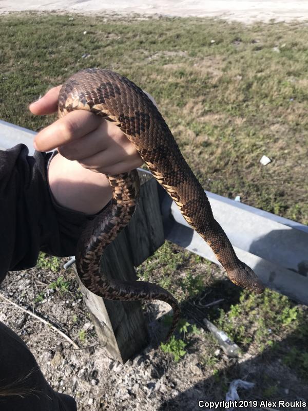 Brown Watersnake (Nerodia taxispilota)