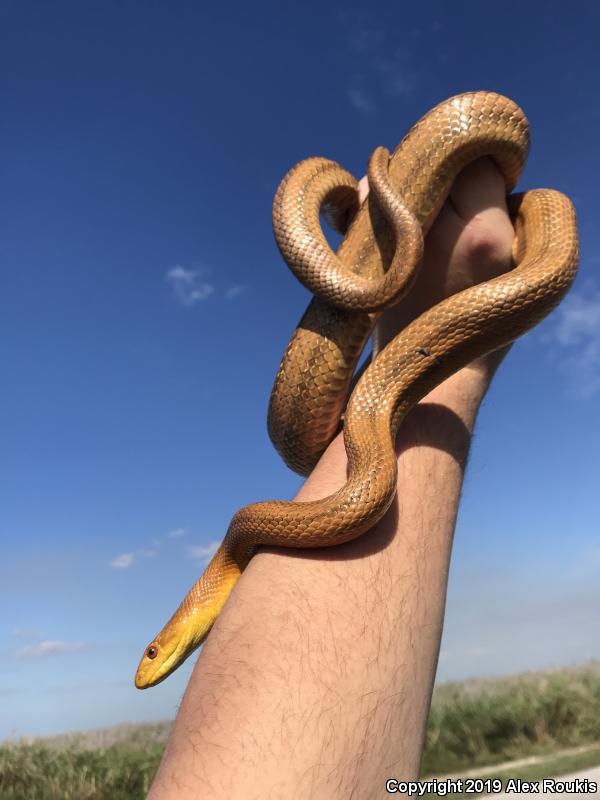 Yellow Ratsnake (Pantherophis obsoletus quadrivittatus)