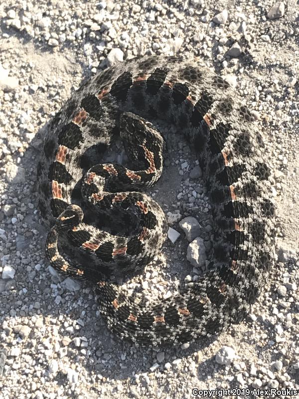 Dusky Pigmy Rattlesnake (Sistrurus miliarius barbouri)