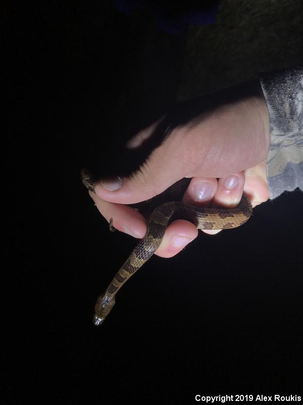 Brown Watersnake (Nerodia taxispilota)