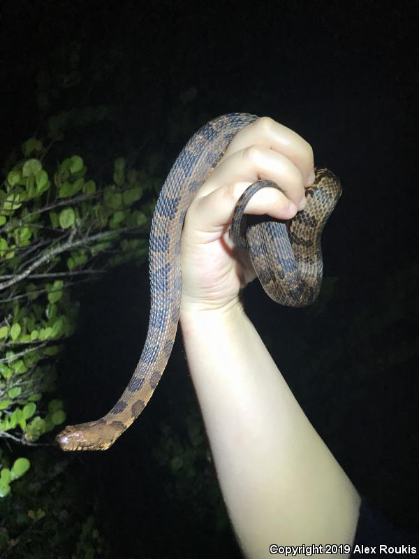 Brown Watersnake (Nerodia taxispilota)