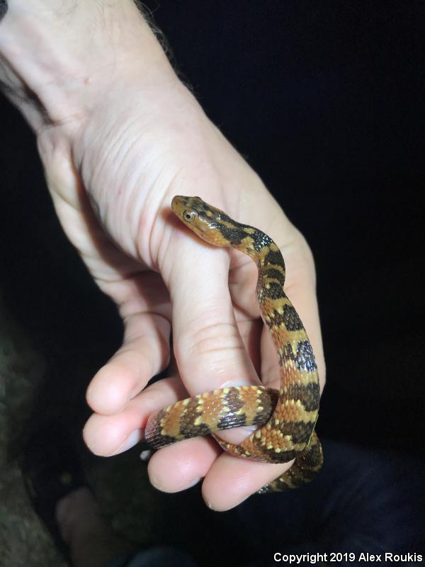 Florida Watersnake (Nerodia fasciata pictiventris)