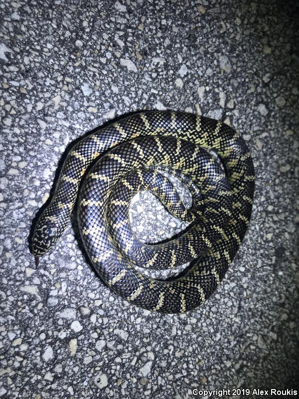 Florida Kingsnake (Lampropeltis getula floridana)