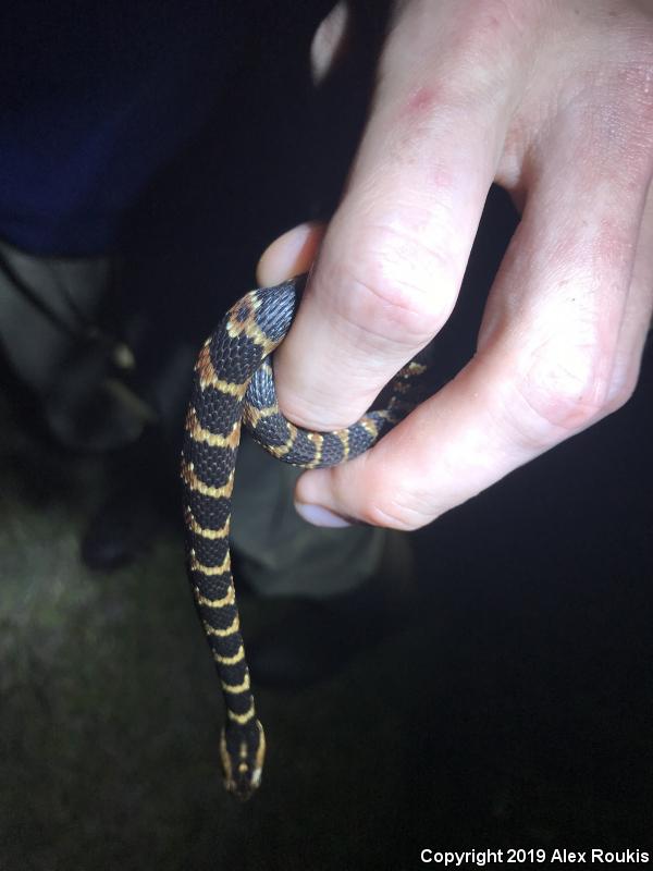 Florida Watersnake (Nerodia fasciata pictiventris)