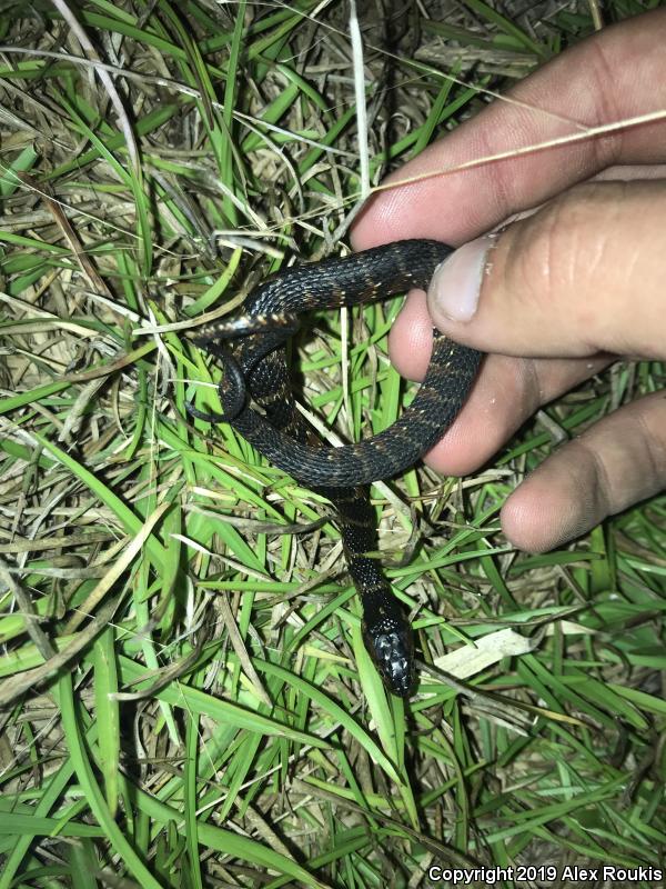 Florida Watersnake (Nerodia fasciata pictiventris)