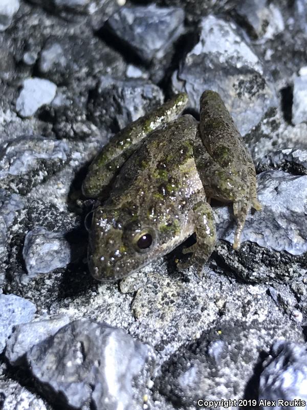 Florida Cricket Frog (Acris gryllus dorsalis)