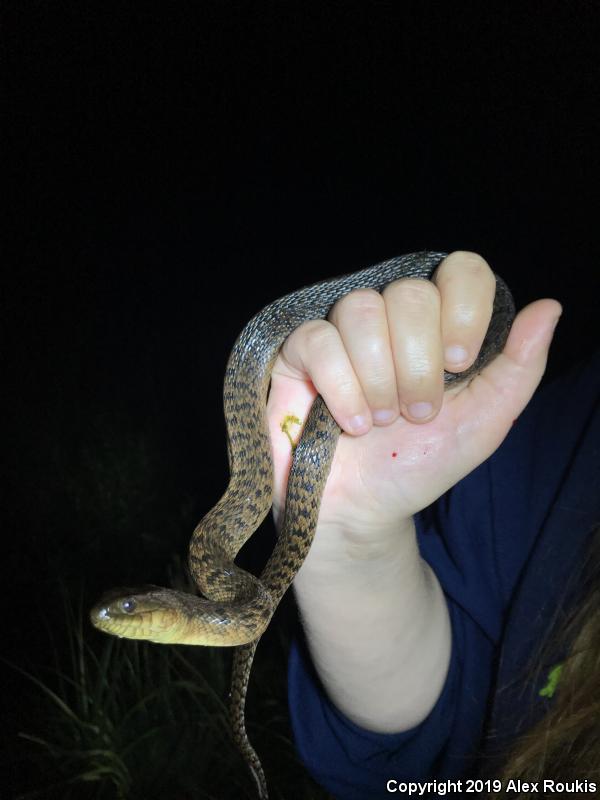 Florida Green Watersnake (Nerodia floridana)