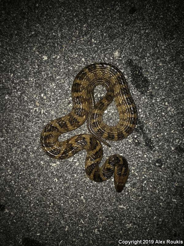 Florida Watersnake (Nerodia fasciata pictiventris)