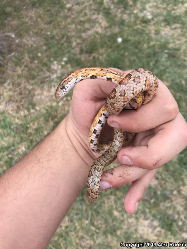 Red Cornsnake (Pantherophis guttatus)