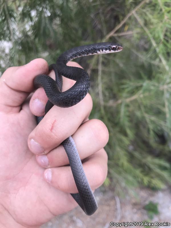 Everglades Racer (Coluber constrictor paludicola)