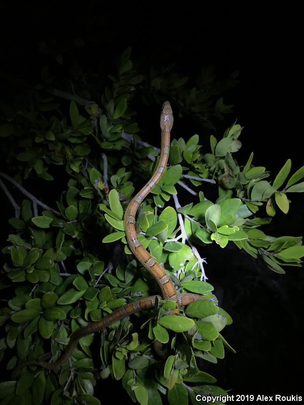 Red Cornsnake (Pantherophis guttatus)