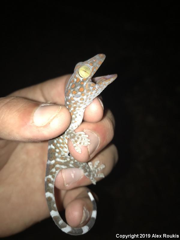 Tokay Gecko (Gekko gecko)