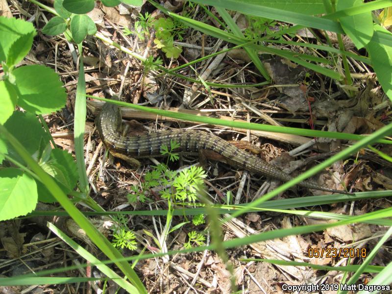 Oregon Alligator Lizard (Elgaria multicarinata scincicauda)