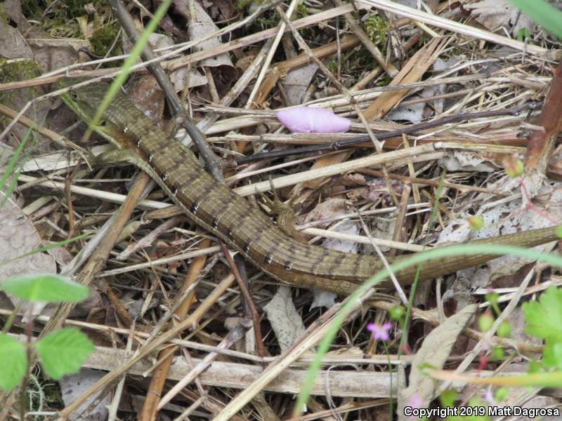 Oregon Alligator Lizard (Elgaria multicarinata scincicauda)