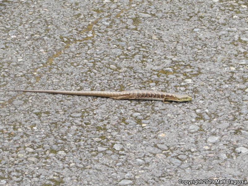 Oregon Alligator Lizard (Elgaria multicarinata scincicauda)