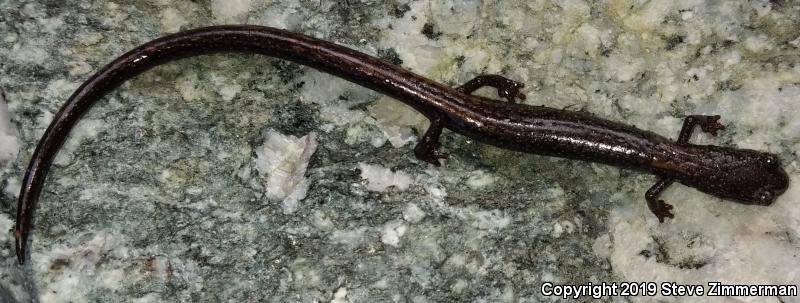 San Gabriel Mountains Slender Salamander (Batrachoseps gabrieli)