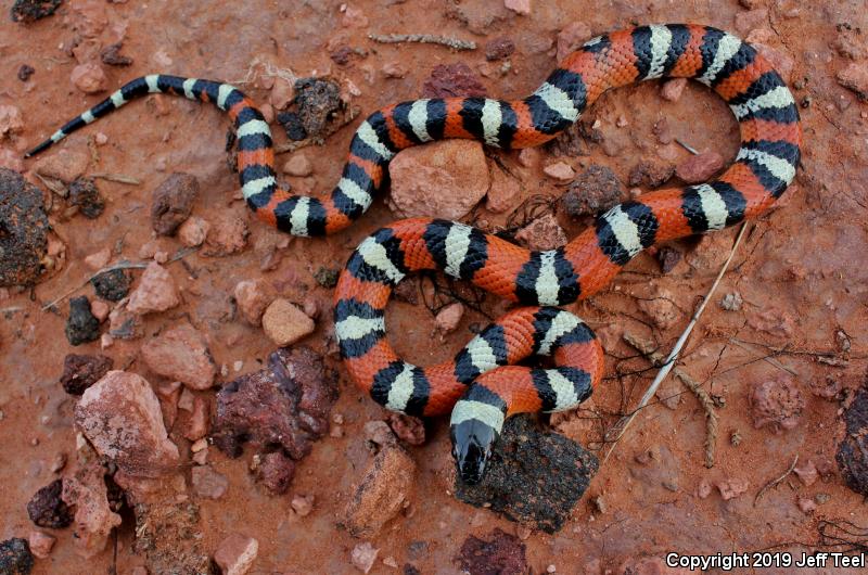 New Mexico Milksnake (Lampropeltis triangulum celaenops)