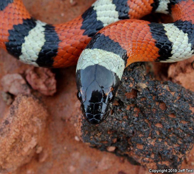 New Mexico Milksnake (Lampropeltis triangulum celaenops)