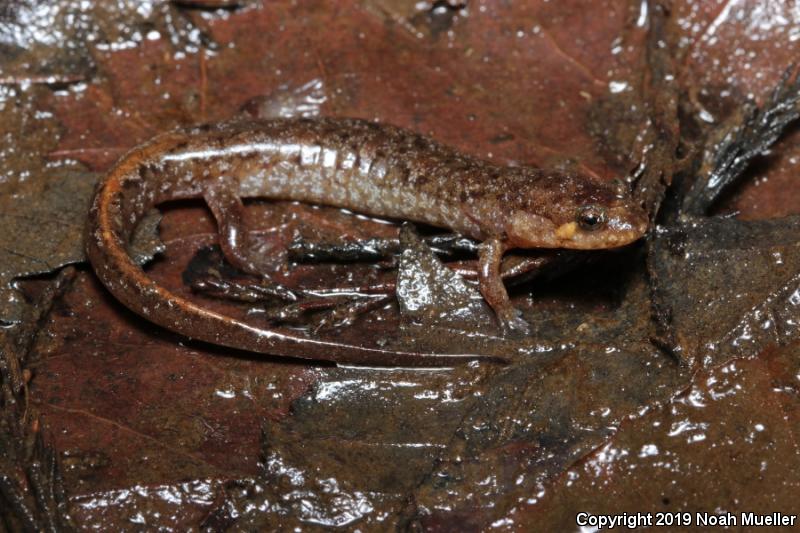 Apalachicola Dusky Salamander (Desmognathus apalachicolae)