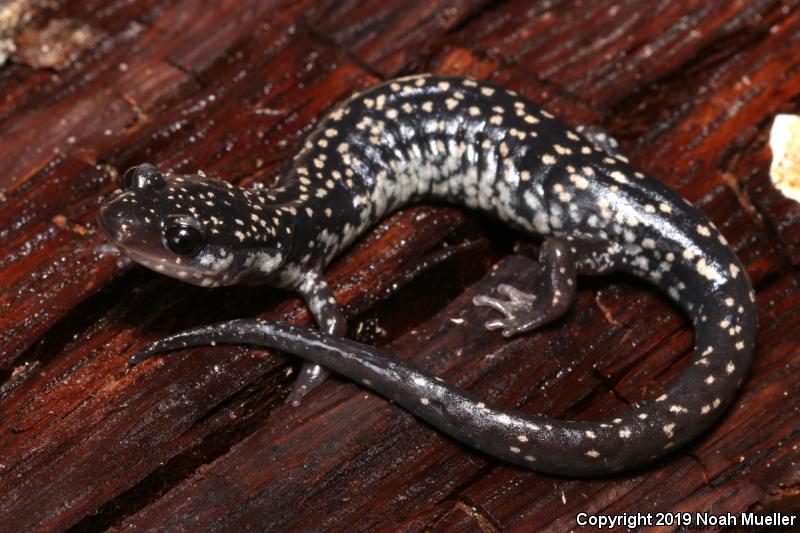 Southeastern Slimy Salamander (Plethodon grobmani)