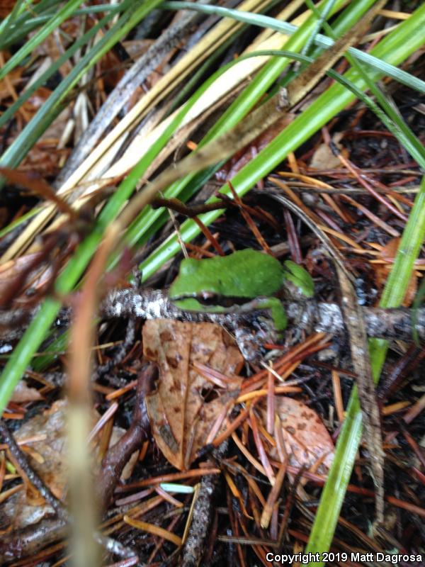 Northern Pacific Treefrog (Pseudacris regilla)