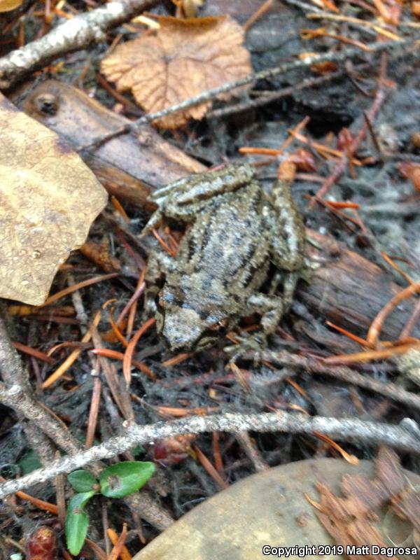 Western Tailed Frog (Ascaphus truei)