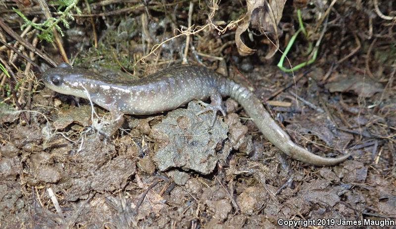 Western Long-toed Salamander (Ambystoma macrodactylum macrodactylum)