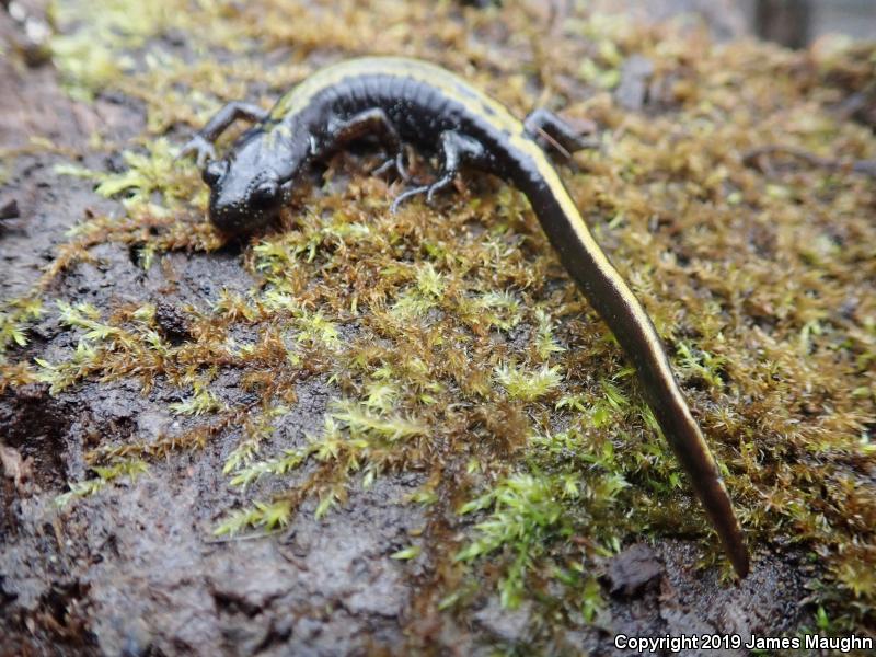 Western Long-toed Salamander (Ambystoma macrodactylum macrodactylum)