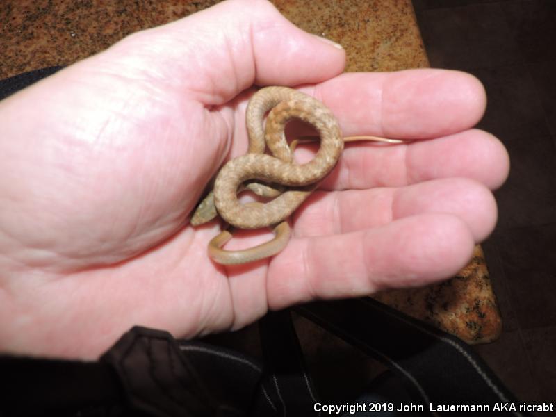 Red Racer (Coluber flagellum piceus)