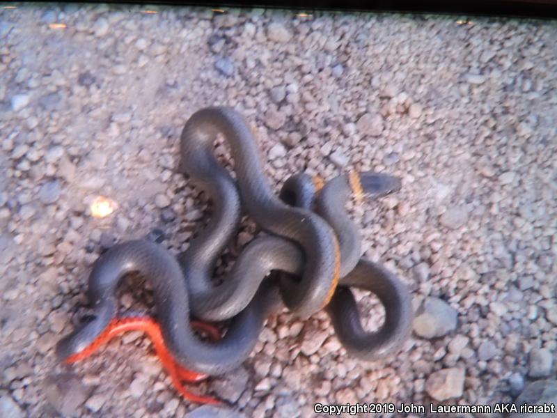 Regal Ring-necked Snake (Diadophis punctatus regalis)