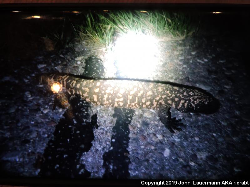 Reticulate Gila Monster (Heloderma suspectum suspectum)