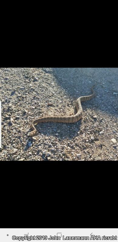 Tiger Rattlesnake (Crotalus tigris)