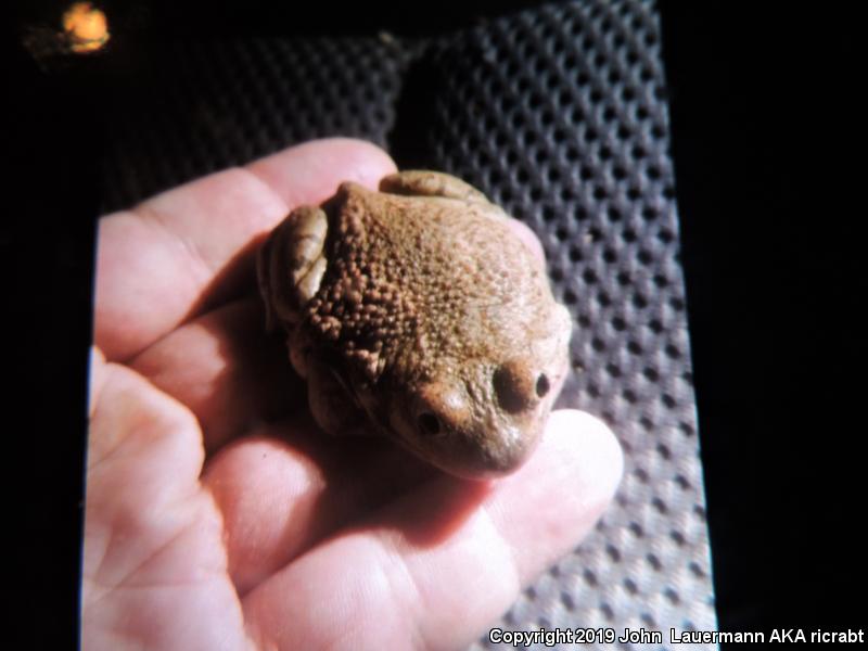 Mexican Spadefoot (Spea multiplicata)