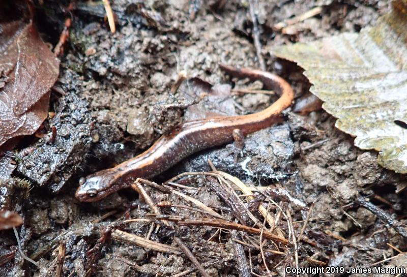 Western Red-backed Salamander (Plethodon vehiculum)