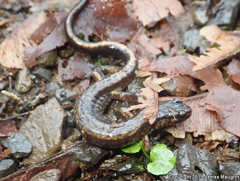 Dunn's Salamander (Plethodon dunni)