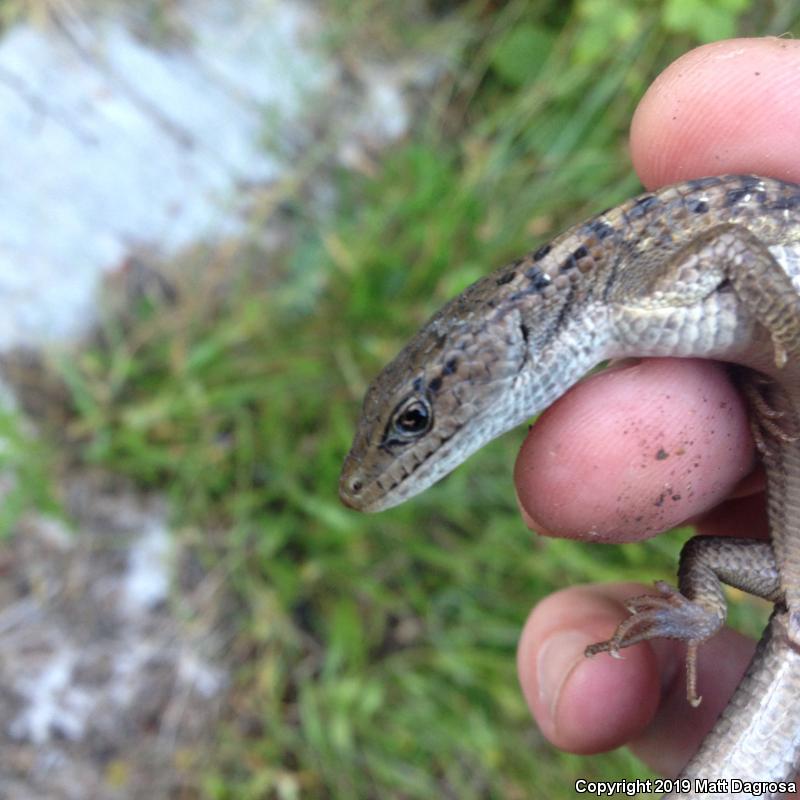 Northwestern Alligator Lizard (Elgaria coerulea principis)