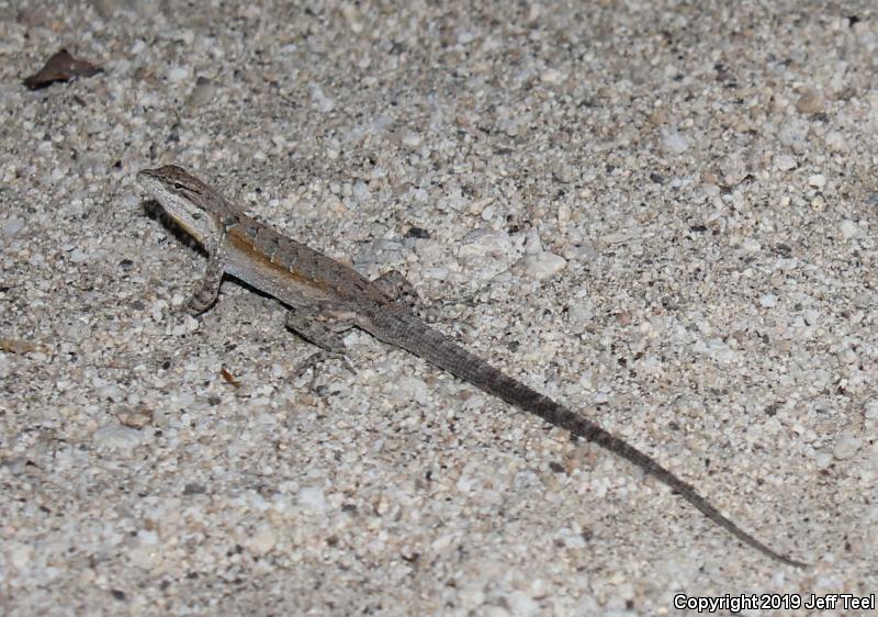 Black-tailed Brush Lizard (Urosaurus nigricaudus)