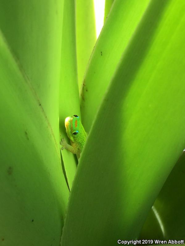 Gold Dust Day Gecko (Phelsuma laticauda)