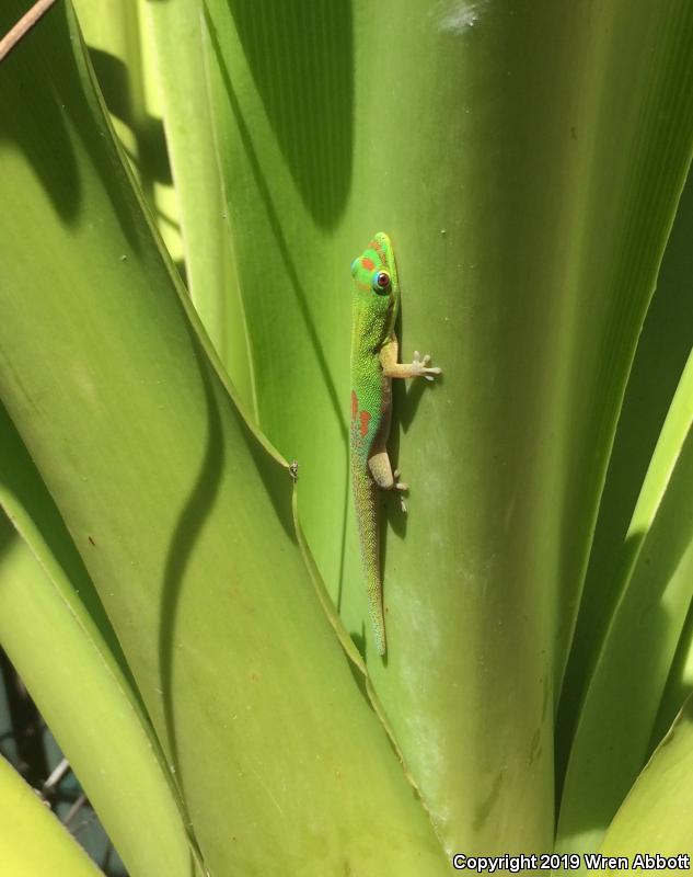 Gold Dust Day Gecko (Phelsuma laticauda)