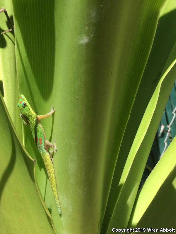 Gold Dust Day Gecko (Phelsuma laticauda)