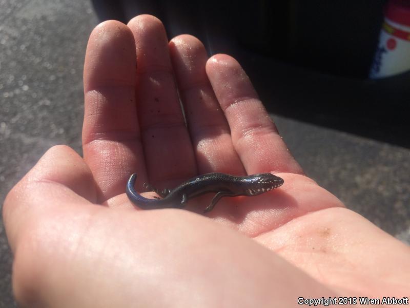 Great Plains Skink (Plestiodon obsoletus)