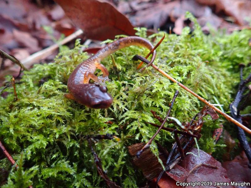 Oregon Ensatina (Ensatina eschscholtzii oregonensis)