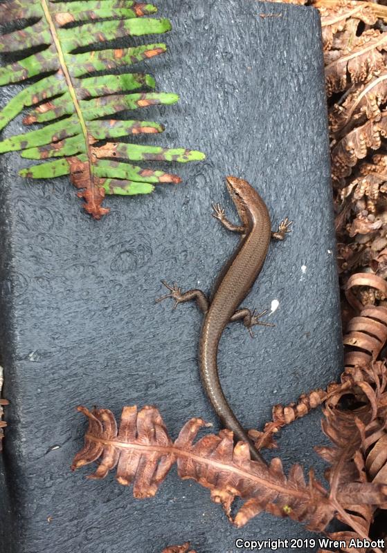 Plague Skink (Lampropholis delicata)